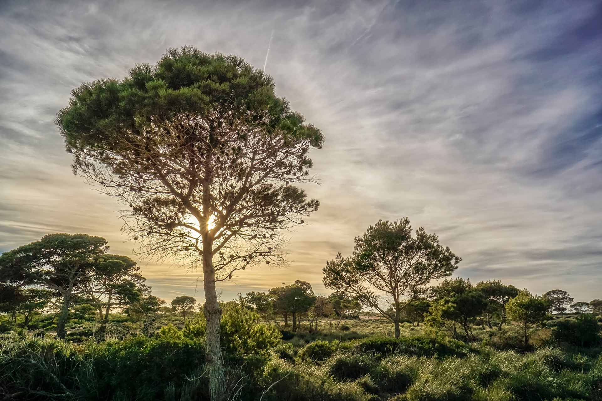 Promotion Immobilière à Oran